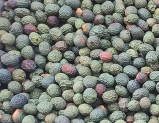 بنه کوهی